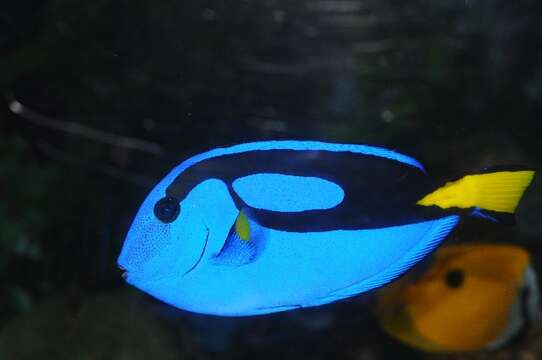 Image of Paracanthurus