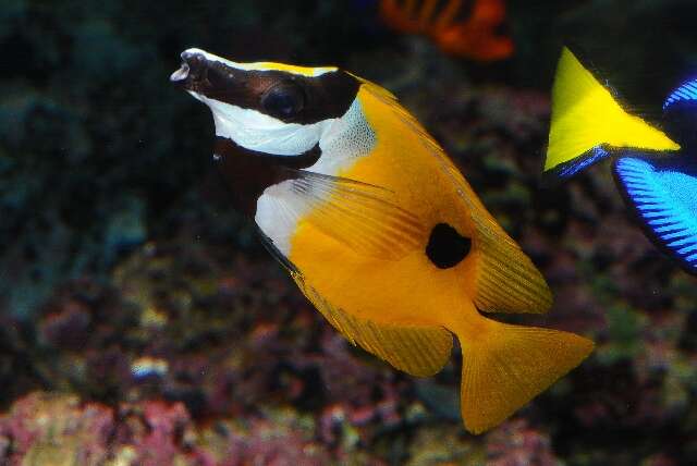 Image of Foxface rabbitfish