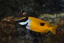 Image of Foxface rabbitfish