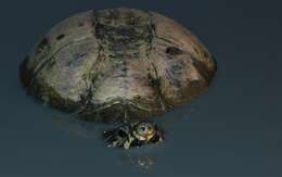 Image of Okavango Mud Turtle