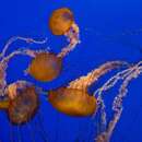 Image of Black sea nettle