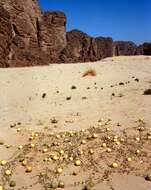 Image of Desert Vines