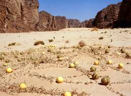 Image of Desert Vines