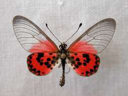 Acraea ranavalona Boisduval 1833的圖片