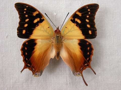 Imagem de Charaxes antamboulou Lucas 1872