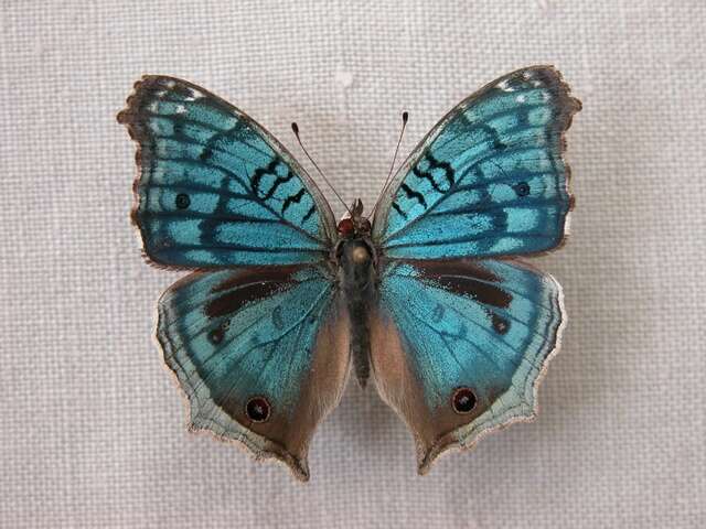 صورة Junonia rhadama Boisduval 1833