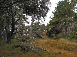 Image of cypress