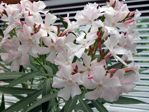 Image of oleander