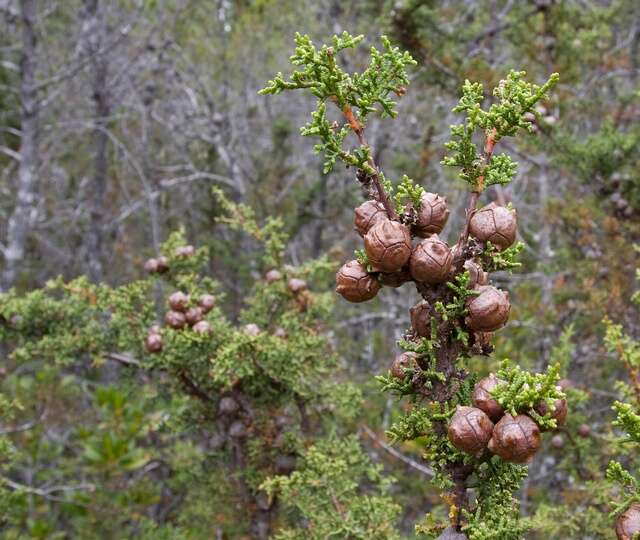 Image of Gowen Cypress