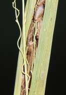 Image of cutgrass