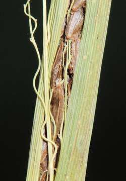 Image of cutgrass