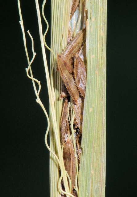 Image of cutgrass