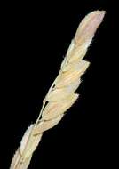 Image of cutgrass