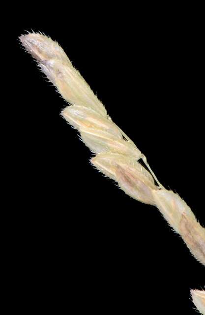 Image of cutgrass