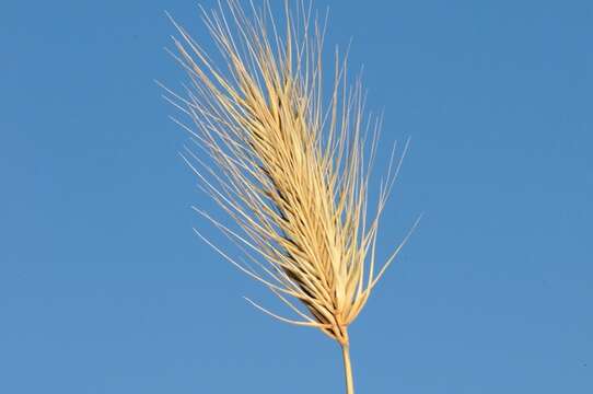 Image of barley