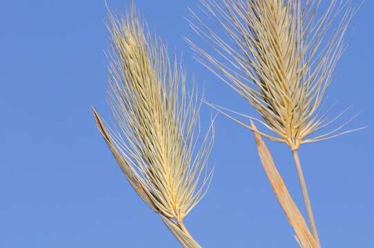 Image of barley