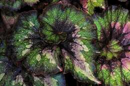 Imagem de Begonia longiciliata C. Y. Wu