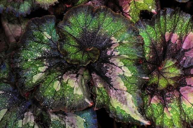 Imagem de Begonia longiciliata C. Y. Wu