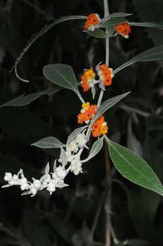 Image of Butterfly Bush