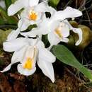 Image of Coelogyne cristata Lindl.