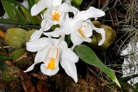 Coelogyne resmi