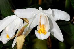 Image of coelogyne orchid