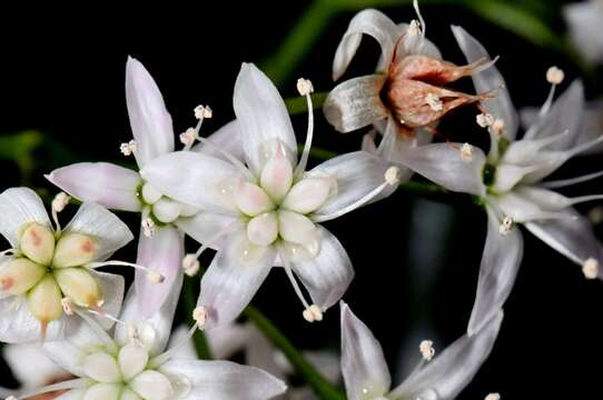 Слика од Crassula