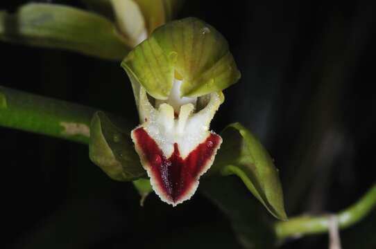 Image of Low's Cymbidium