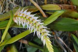 Image of Dendrochilum