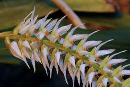 Image of Dendrochilum