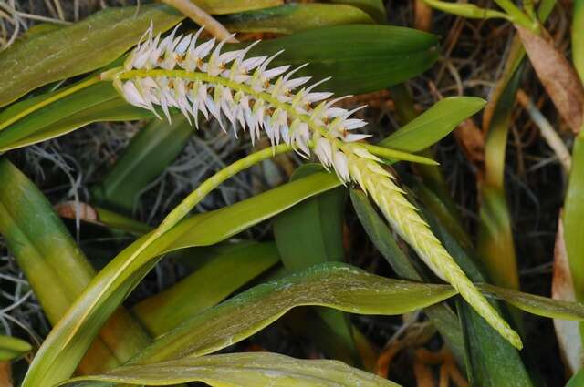 Image of Dendrochilum