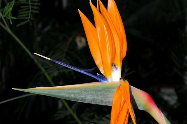 Image of bird-of-paradise