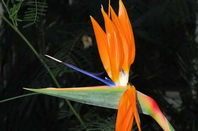 Image of bird-of-paradise