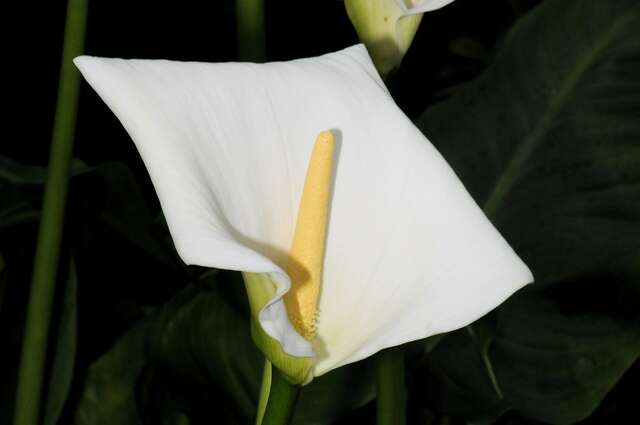 Image of calla lily