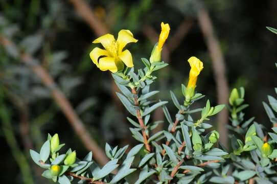 Image of <i>Hypericum aegypticum</i>