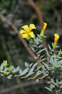 Imagem de <i>Hypericum aegypticum</i>