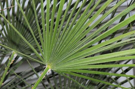 Image of fan palm