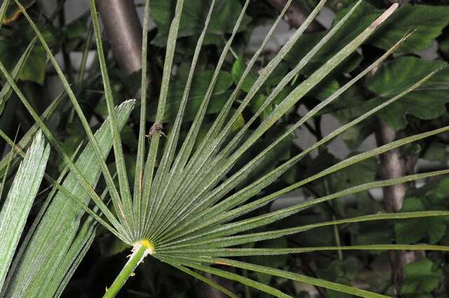 Image of fan palm