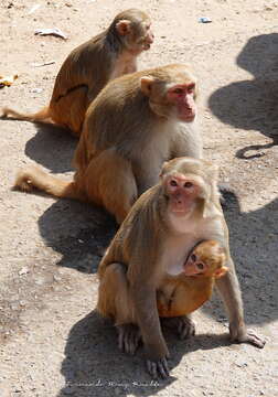 Image of Rhesus Monkey