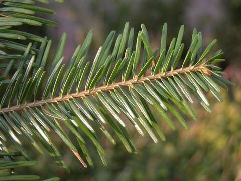 Image of Fir