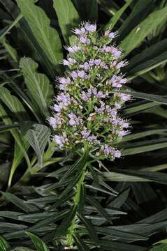 Echium callithyrsum Webb ex C. Bolle的圖片