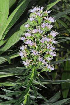 Echium callithyrsum Webb ex C. Bolle的圖片