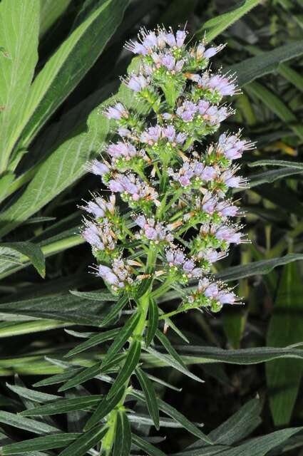 Echium callithyrsum Webb ex C. Bolle的圖片