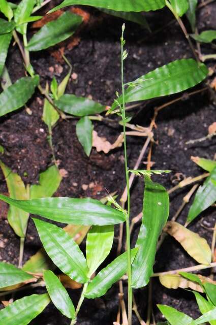 Image of basketgrass