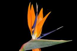 Image of bird-of-paradise