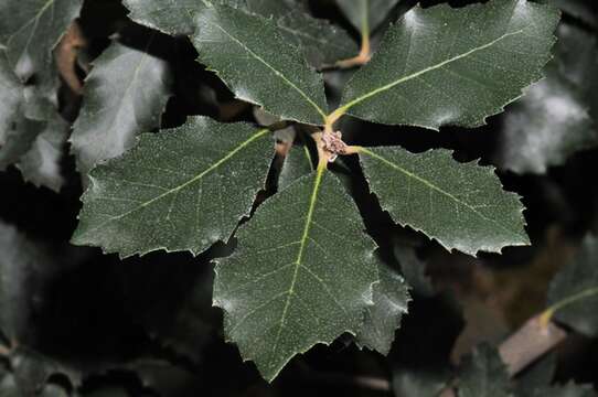 Image of Holm Oak