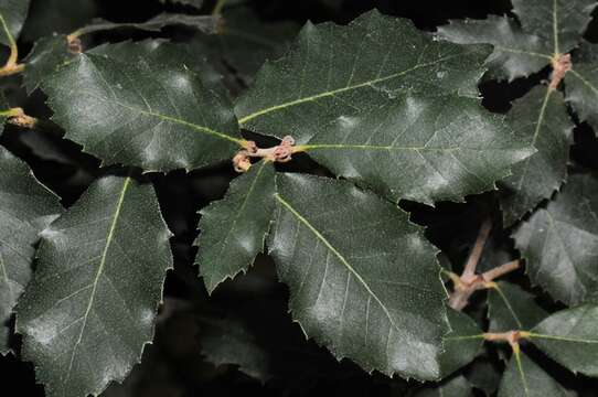 Image of Holm Oak