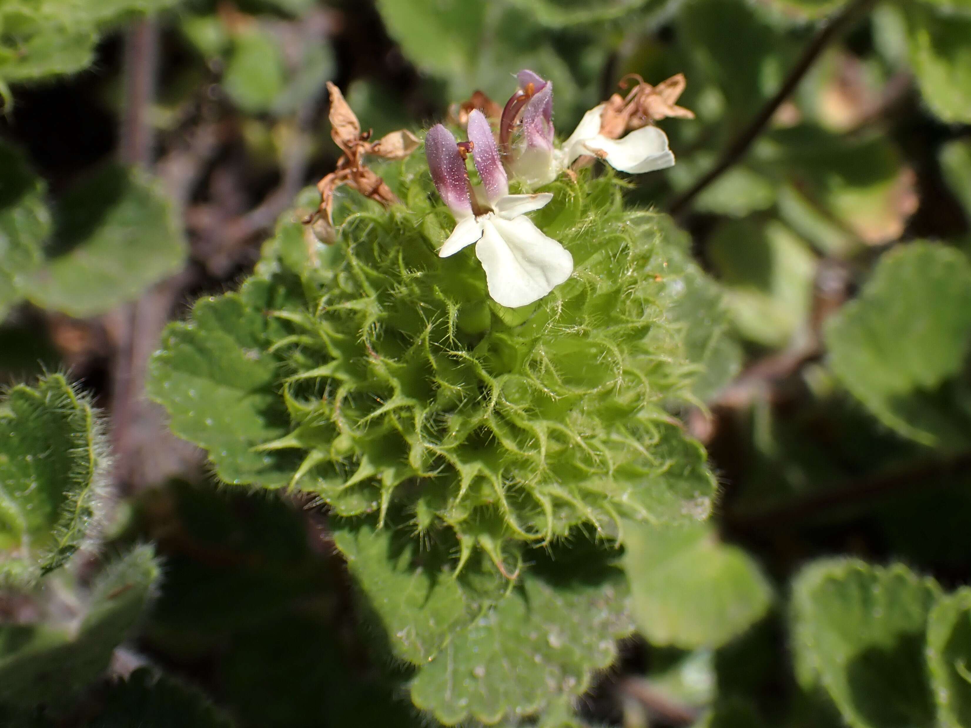 Слика од Teucrium pyrenaicum L.
