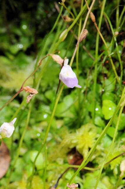 Plancia ëd Utricularia alpina Jacq.