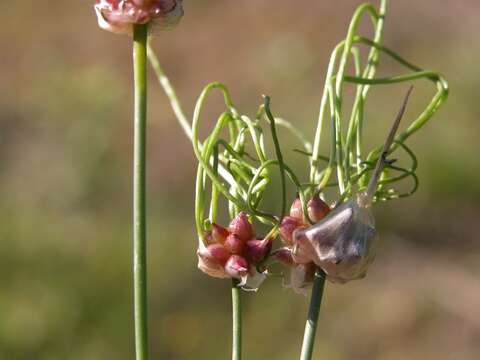 Image of <i>Allium vineale</i> var. <i>crinitum</i>